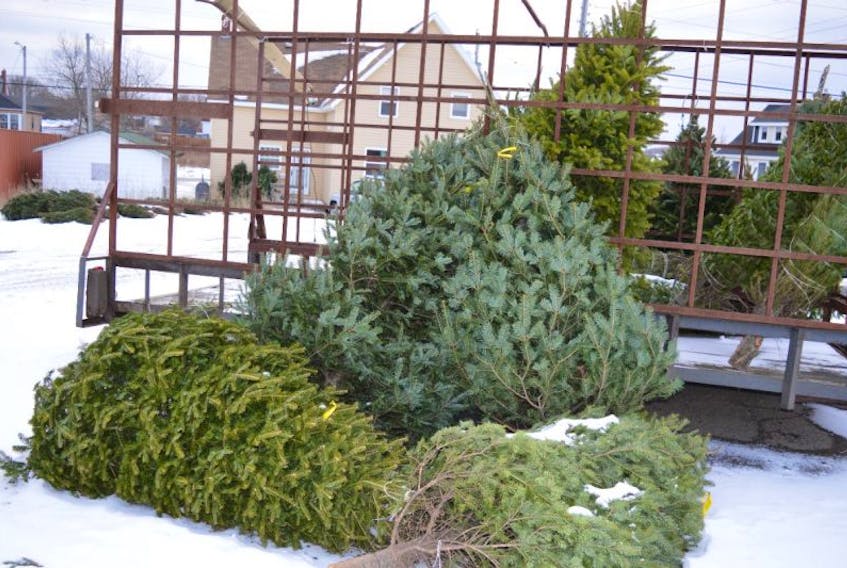 A substantial number of Christmas trees remain scattered around a lot on King Edward Street, leftovers from the Glace Bay Y’s Men’s and Women’s Club annual tree sale fundraiser.
