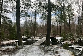 Baille Ard Trail’s majestic eastern hemlocks (200 years plus) on Christmas Eve morning, 2019.