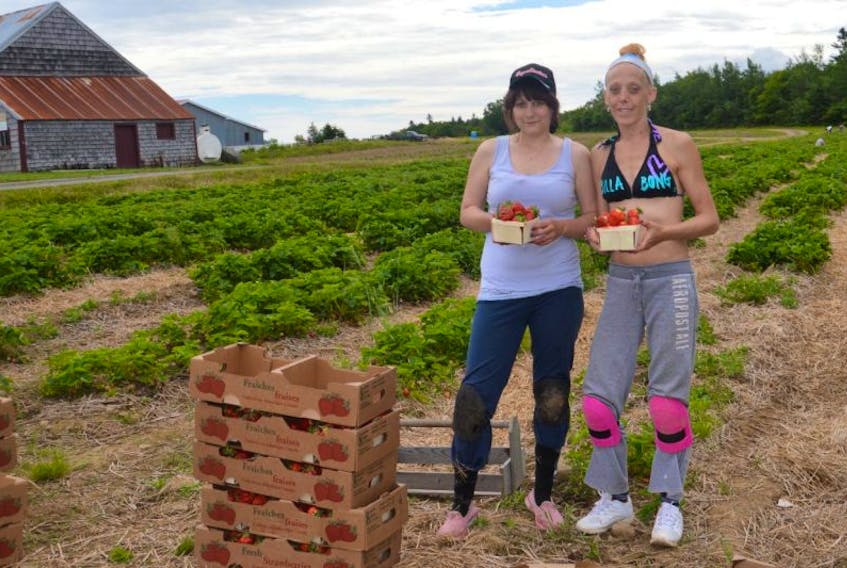 Pickers at Quinn farm, Kayla Steele, left, and Lisa Dowling stand with recently picked strawberries on Thursday in Millville. The strawberry season started early this month and only lasts four to five weeks.