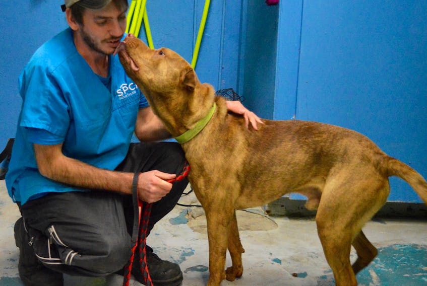 SPCA Cape Breton employee Robbie McNeil receives a doggie kiss after letting Ryder, a Shar-Pei mix, out of his kennel. The non-profit society, located on East Broadway in Whitney Pier, has long held the CBRM contract to enforce the municipality’s dog control bylaw. The three-year contract was signed in 2012, but the CBRM picked up the option to extend it by two years. It is now once again up for tender.