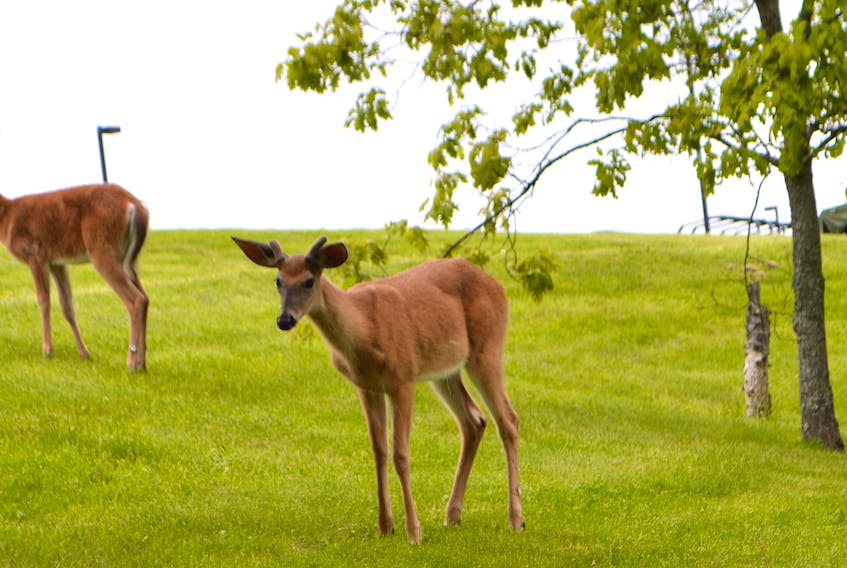 These two deer were trapped at Victoria Park armouries in Sydney for five days. One escaped the fenced-in grounds Wednesday morning but the second one couldn't jump the fence. Although guided out later that morning, it later drowned in Sydney harbour despite attempts by officers with Nova Scotia Lands and Forestry to rescue it. SHARON MONTGOMERY/CAPE BRETON POST