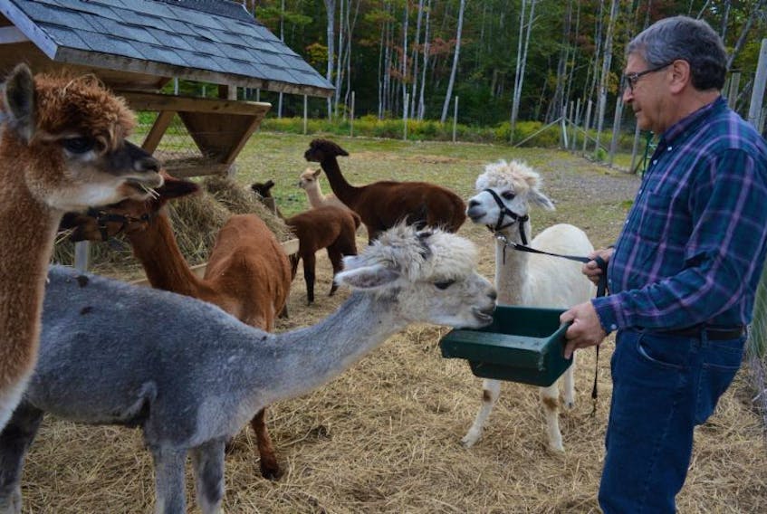 Albert Bridge Alpacas, owned by Bob Silverstein and his wife Norma, are holding open houses at their 173 Hillside Road farm on Nov. 4 and Nov. 18. The Silversteins started the farm about four years ago. Silverstein is shown above with a few of his alpacas.
