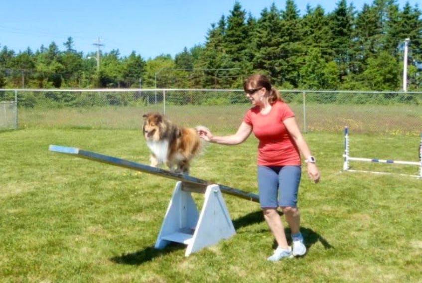 Vera Dickson of River Bennet guides Piper up the teeter while husband Everett and younger sheltie Ellie wait their turn, at a training session at The Millville Community Centre.