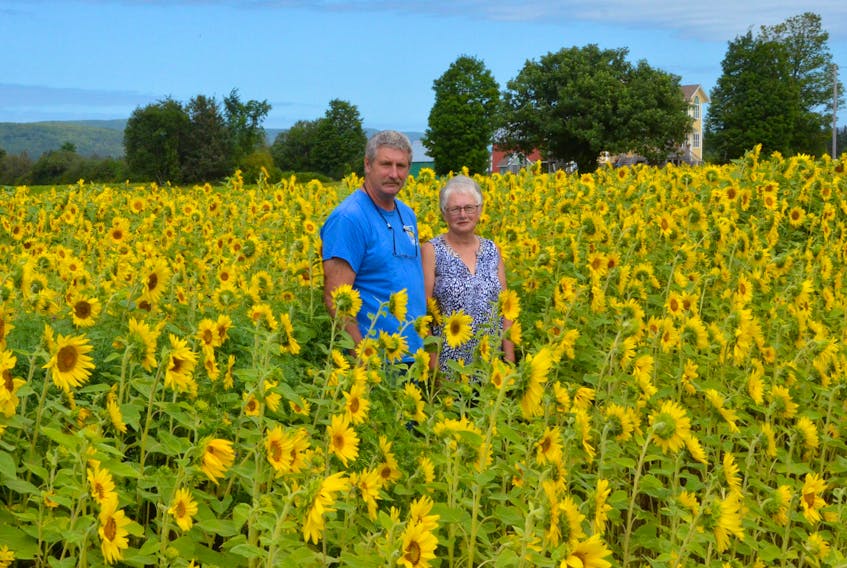 Jack and Marguerite Miller are shown standing in the midst of their field of sunflowers, sure to attract bees, birds and people looking for fresh vegetables from their North East Margaree farm.