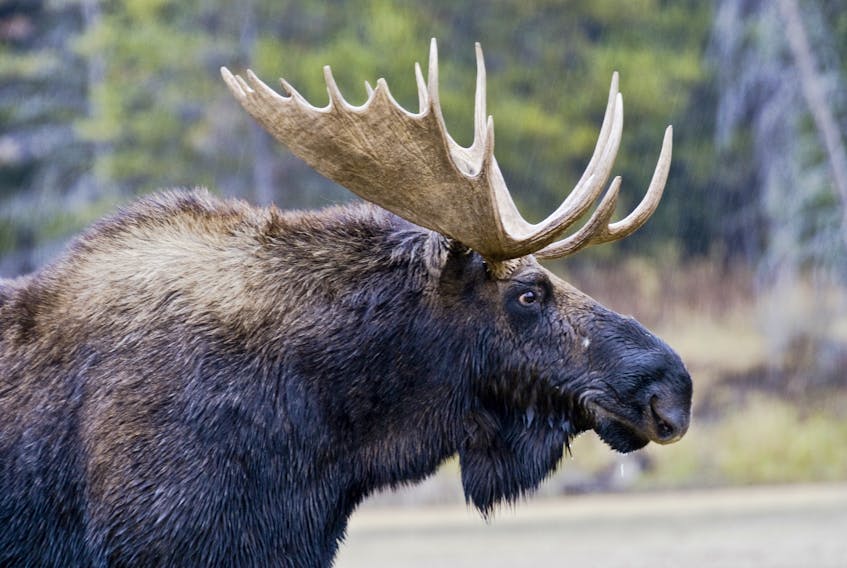 Recently wrapping up its fourth season, Parks Canada says its moose cull inside the Cape Breton Highlands is showing promising preliminary results. The initiative was launched in 2016 as a part of the Bring Back the Boreal pilot project. Through the program, hunters harvested 10 bulls and six cows in 2018.