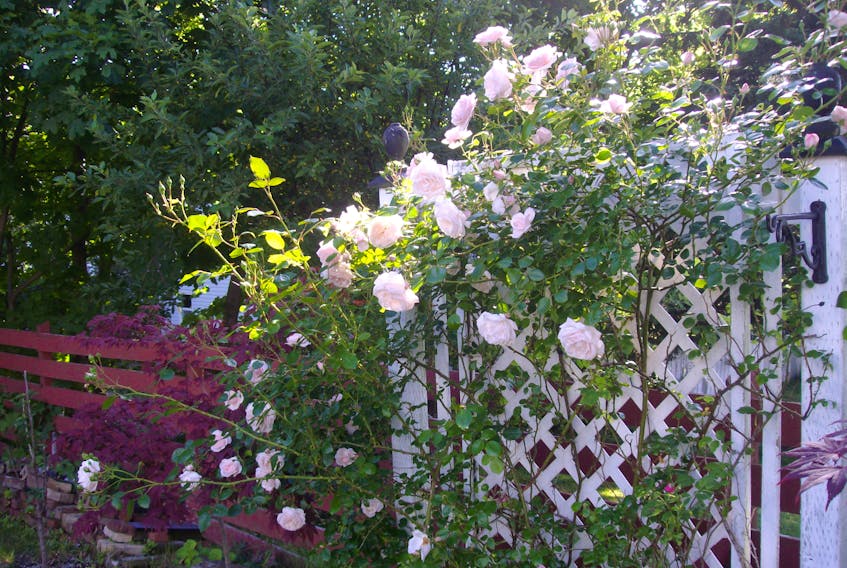 The New Dawn rose is reaching to the sun for sustenance and is shown here greeting the new day in columnist Gordon Sampson’s yard.