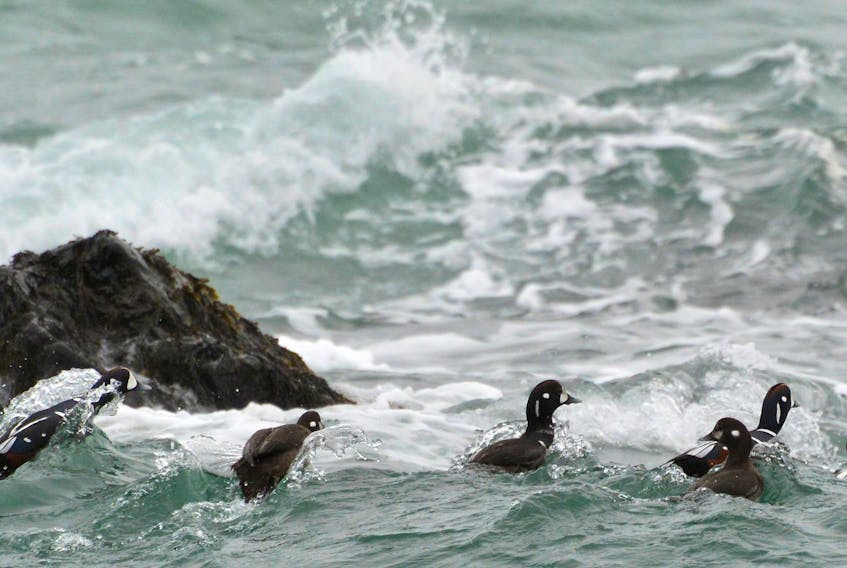 Harlequin ducks are shown in this image taken in 2017 during one of the Parks Canada Christmas Bird counts. Parks Canada.