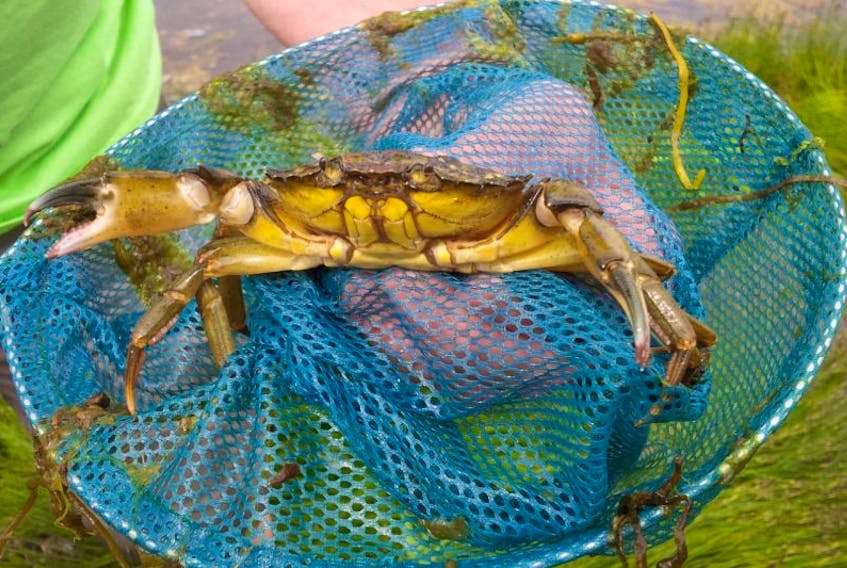 This green crab was found in St. Peters in 2015. European green crabs are an alien species to this area.