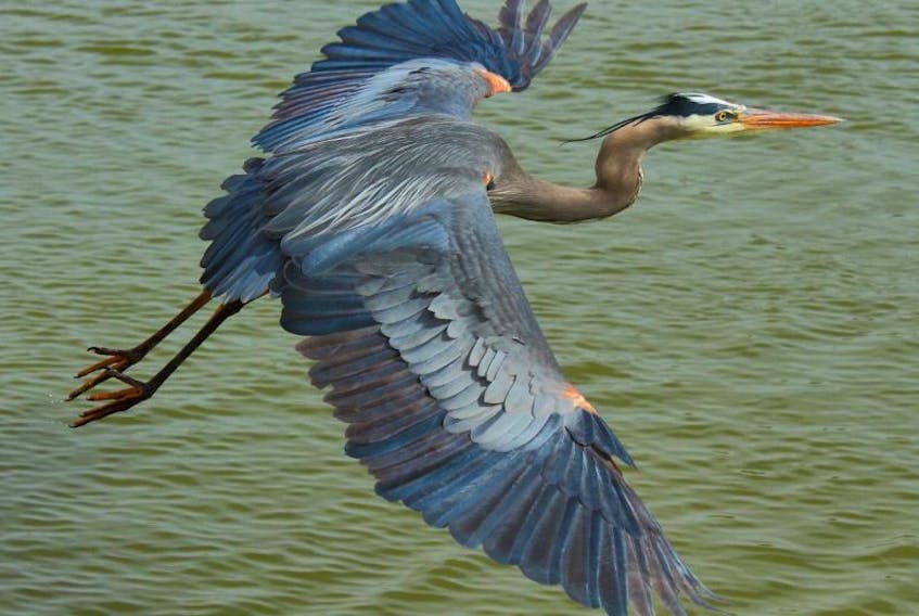 This photo of a Great Blue Heron is taken from  http://www.hww.ca/en/wildlife/birds/great-blue-heron.html