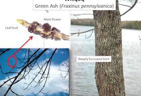This image of green ash tree, branch, male flowers and leaf bud was taken on May 22, 2018 by Annamarie Hatcher.