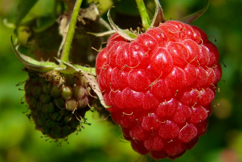 This is the common raspberry, a summertime favourite.