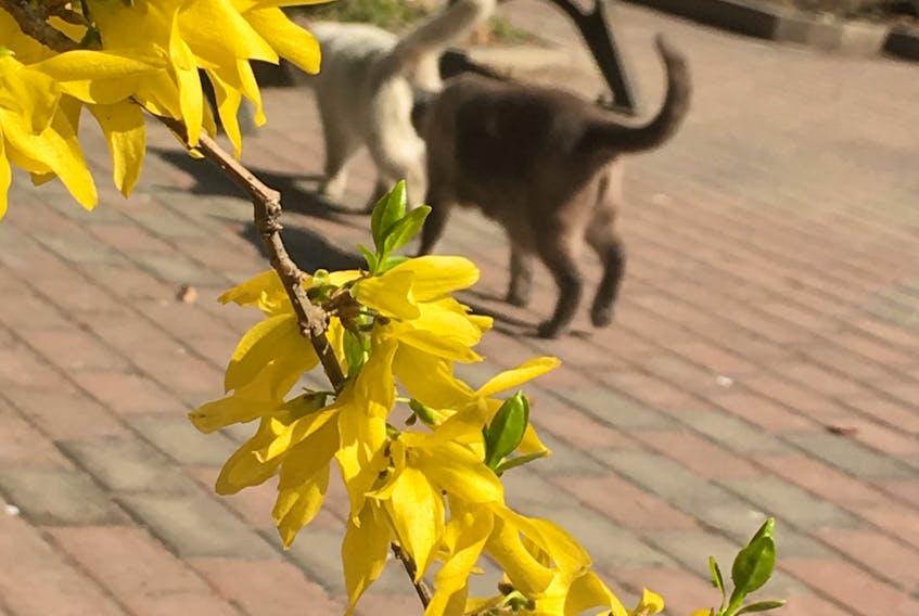 This is the picture of forsythia, which we call it "Ying Chun"(means spring-heralding) in Chinese. And I took this picture last spring in the court yard. The grey cat is mine. (Amy Li)