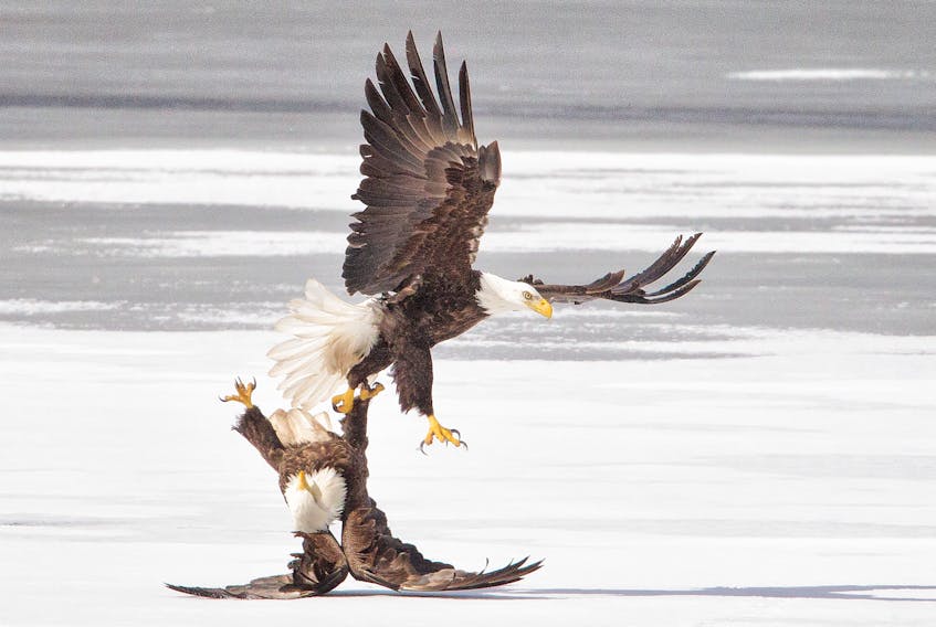 This photo of two locked eagles, an impressive sight in the spring, was taken at Ball’s Creek by Tuma Young.