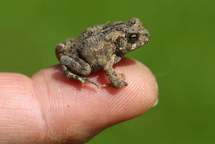 This is a toadlet as shown at
https://naturallycuriouswithmaryholland.wordpress.com/tag/american-toad/.