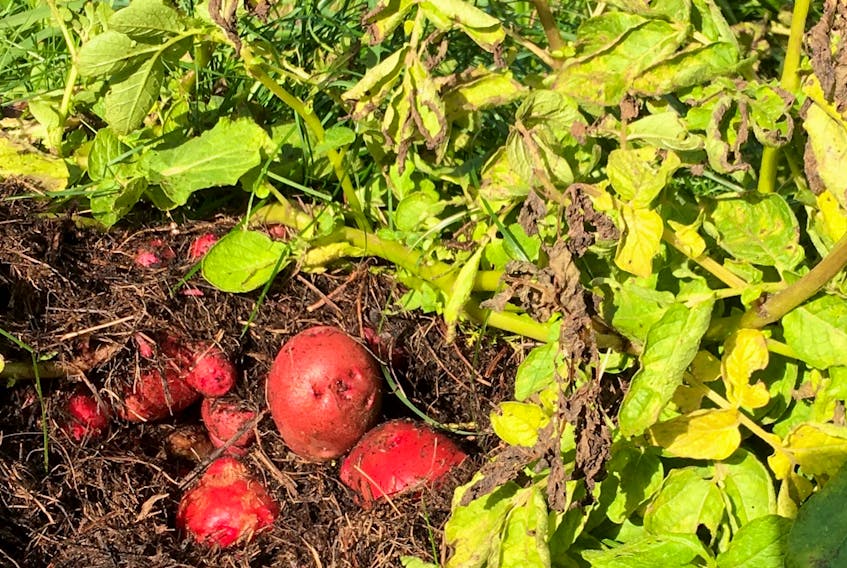 Fall harvest of these red potatoes grown in hay is a breeze.