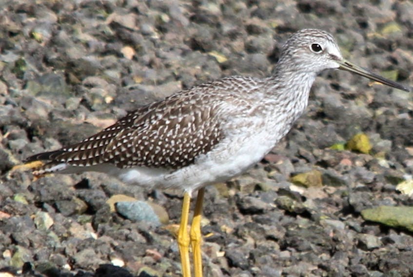 This is a greater yellowlegs. CONTRIBUTED PHOTO/ALLAN MACMILLAN