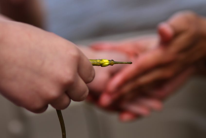 The resident northern pipefish is shown at Morris Beach in 2016. Allan MacMillan