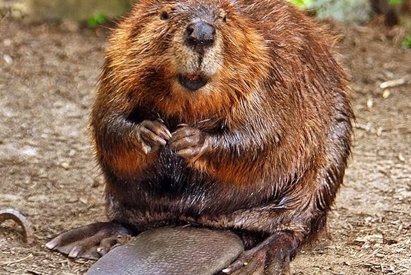 The American beaver.