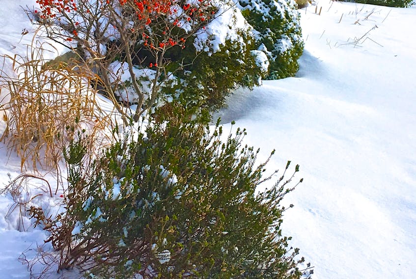 Evergreens, berries, grasses look great in the winter, and in the summer they can hide the slope that you don’t want to mow.
