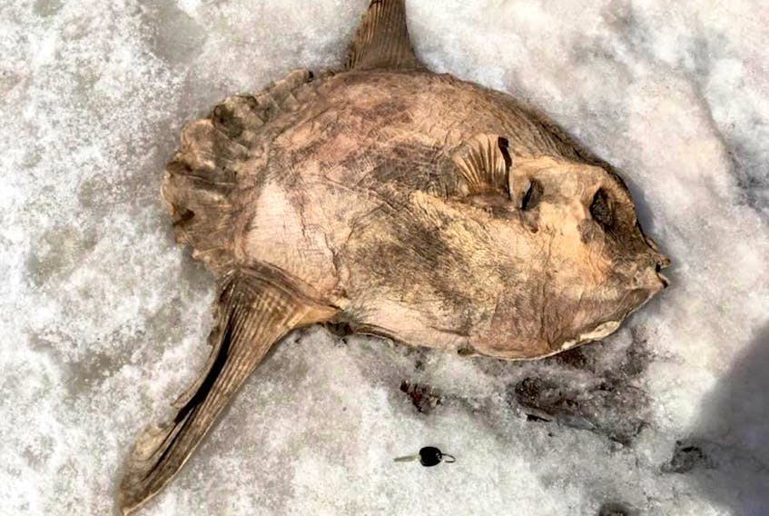 The body of an ocean sunfish, or mola mola, is seen on the beach at the sandbar in East Bay on Tuesday, with a car key next to it to illustrate its size.