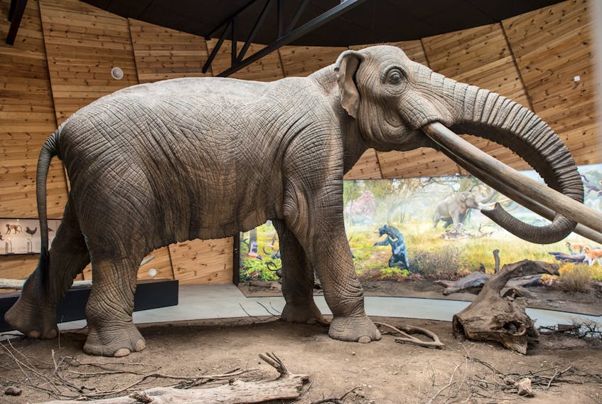 A model of a mastodon in real stature. The now extinct mastodons roamed what is now known as Cape Breton, during the Pleistocene era.