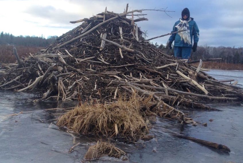 In an attempt to give some perspective to the beaver lodge located near Gammell Lake, columnist Sherry Mulley MacDonald got up close.