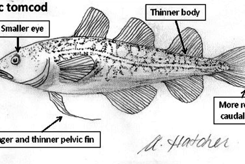 Tomcod are found in the Bras d’Or estuary.