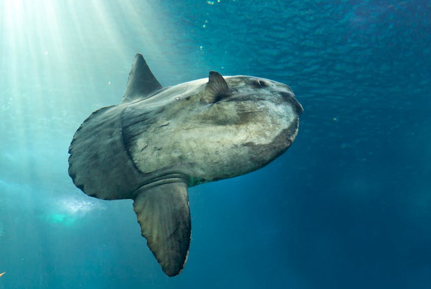 An ocean sunfish, or mola mola, is seen at the Lisbon Oceanarium in Lisbon, Portugal. Two sunfish recently washed ashore in the Bras d’or Lake.