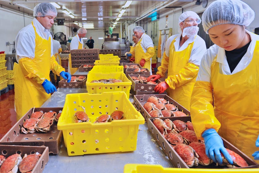 Employees of Victoria Co-operative Fisheries Ltd. in Neils Harbour work to package cooked Jonah crab for shipment to Shanghai, China, last week. A new customer for the production facility has asked for three, 40-foot containers of Jonah crab, with the potential for an additional seven more containers to be shipped to China. Each container holds approximately 36,500 pounds of crab.