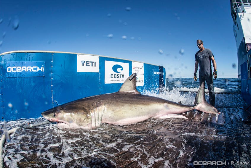 Hilton the great white shark is shown being tagged in March of 2017 in Hilton Head, S.C.