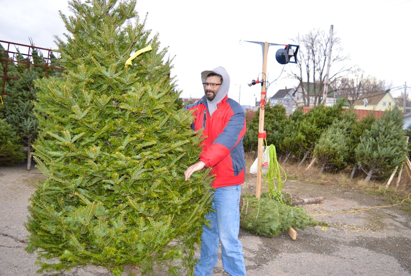 Billy Burke, a member of the Glace Bay Y’s Men’s and Women’s Club, sets up Christmas trees for sale on the club’s lot at the intersection of King Edward and McKeen streets in Glace Bay.