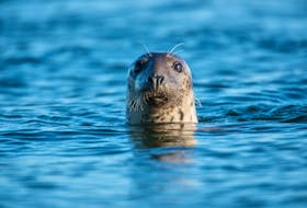 A common seal is shown in this stock image. Harbour seals are most common of Nova Scotia’s four coastal seal species that also includes harp, hooded and grey seals.