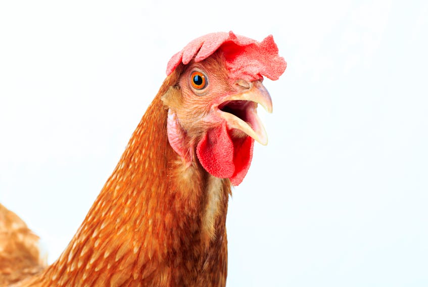 The Cape Breton Regional Municipality is considering a bylaw that would ban roosters on any urban or rural property that doesn’t produce agricultural goods for the retail or wholesale market.