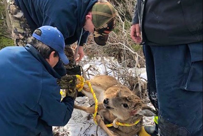 Residents in the Whycocomagh area tie a young deer’s legs to secure it for transport, after rescuing it from the ice at Whycocomagh Bay. Residents reported seeing a coyote on the ice as well. Members of the Nova Scotia Department of Lands and Forestry transported the deer to its new home at the Two Rivers Wildlife Park in Huntington on Monday afternoon.