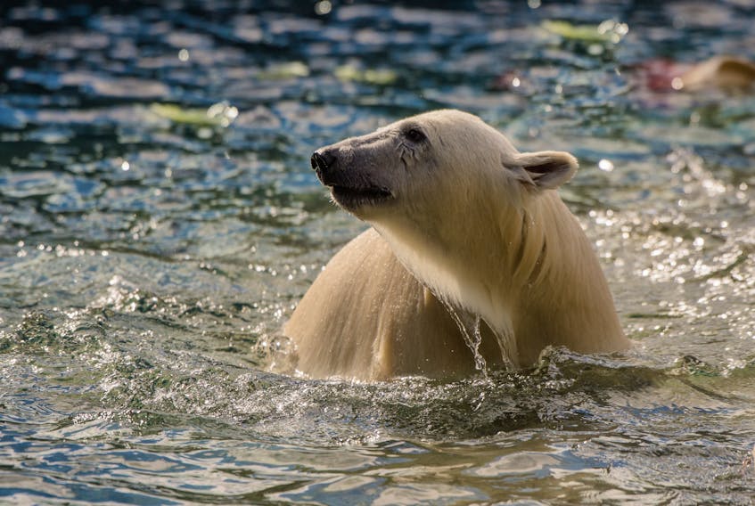 Polar bear (file photo).