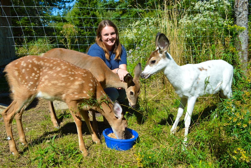 Telsi Huntington, 21, a park attendant at the Two Rivers Wildlife Park in Huntington, feeds three abandon fawn found in different areas and brought to the park over a week period a couple months ago and are still in quarantine recuperating including (from the left), Callie, Willow and Allan, a piebald deer. Park officials say if not rescued by people and brought in none would have survived, especially Allan, whose feet were deformed and had to be put in casts and treated with therapy.