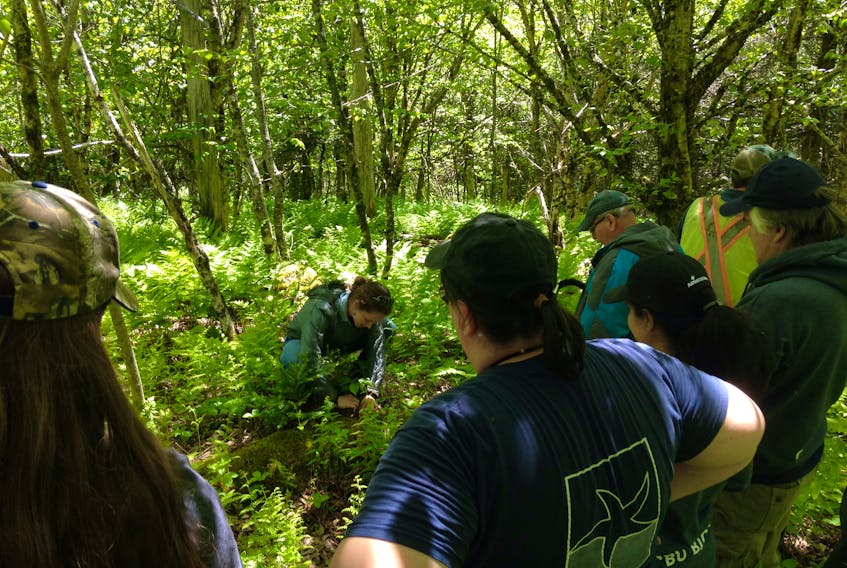 Elizabeth Jessome shows participants how to identify beech fern on a Watershed Walk at Kelly Lake in 2016.