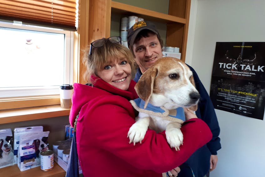 Triggy the beagle ponders life with owners Shauna and Keon MacDonald of Big Baddeck, during a checkup at the Baddeck Veterinary Clinic.