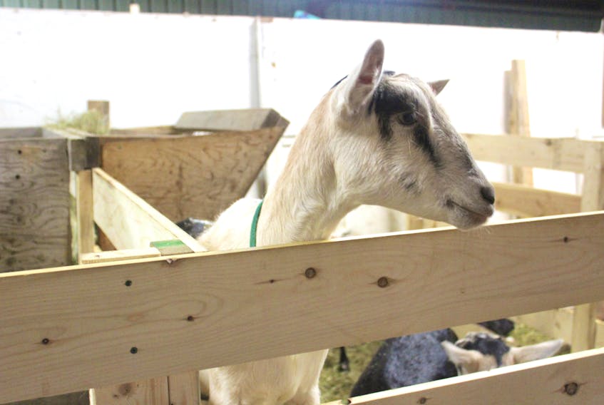 A curious Saanen goat owned by Steven Nicholson of Dusty Creek Farms in Sydney greeted visitors at the Cape Breton County Farmers Exhibition on Saturday.