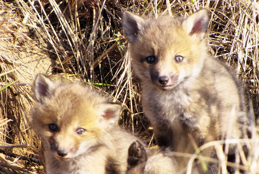 These adorable and curious fox kits are just getting used to life outside the comfort of their den.