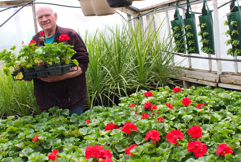Earl MacPherson, owner-operator of Earl’s Greenhouses on Seaview Drive in North Sydney, holds a tray of red geraniums that are ready for planting season.