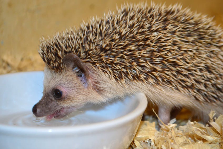 Cuddles the hedgehog, who recently had dinner with feral cats and raccoons in South Bar, is now back with his owners.