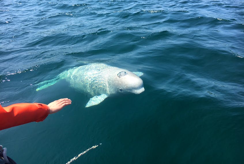 They’re curious but the Department of Fisheries and Oceans is asking the public not to get too close to the beluga whales in Ingonish harbour. New marine regulations require the public to remain at least 100 metres away from the mammals.