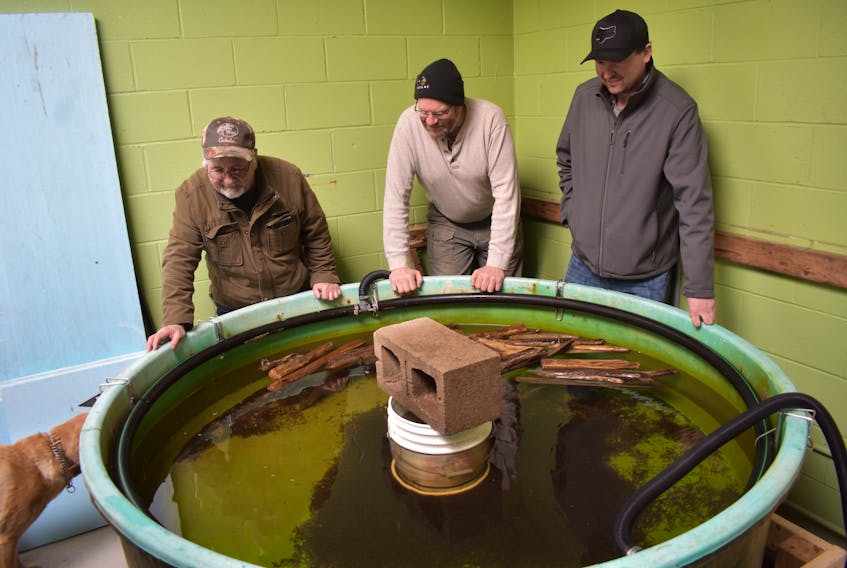 Members of the Port Morien Wildlife Association are shown checking on alevin that have hatched in the non-profit association’s incubation and interaction centre at the group’s Sand Lake facility on Sunday. The association expects to release between 200,000 to 250,000 speckled trout into Cape Breton streams, lakes, ponds and rivers in May. From left, Stan Peach, David Ferguson and Jeff McNeil.