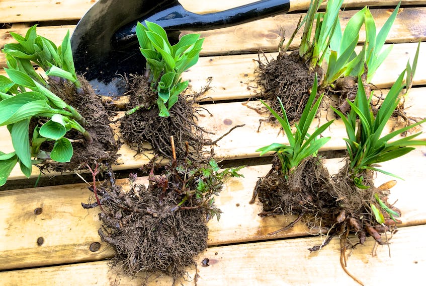 A wet grey day is the best for dividing plants. Tough hosta roots often need to be cut with a shovel; astilbe, iris and day lily roots can be gently pried apart, creating new plants to plant and share.