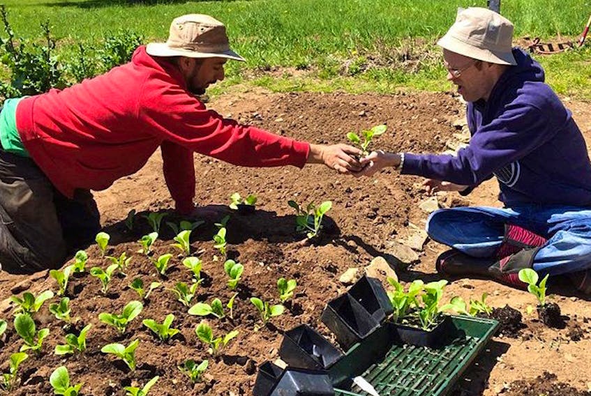 Thom Oommen, left, program leader at the Sunflower Garden Project with L’Arche Cape Breton, hands a plant transplant to Trevor Torrey, a resident, in this photo from spring 2017. The garden is one of the day programs offered by the organization which helps adults with developmental disabilities live independent, meaningful lives.