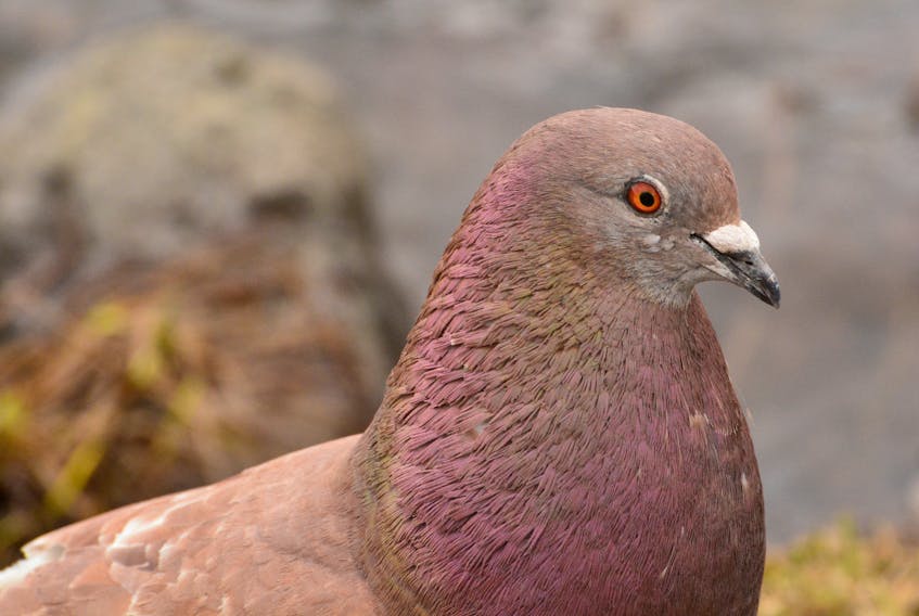 A rock dove is seen in this Parks Canada photo. A Parks Canada ecologist said two dove species, including the rock dove or common pigeon, only began showing up on Christmas bird counts in northern Cape Breton in the 1980s. The birds are now a common sight for bird-watchers.