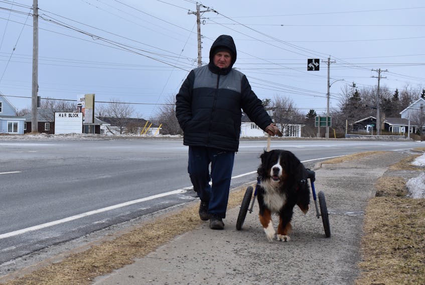 Basil Vaters takes Mac for his daily walk in February, along the Sydney-Glace Bay Highway near the Tim Hortons. Since Mac died, Vaters said people have been looking for him, including the Tim Hortons staff, who would put aside a box of Timbits for the Burnese mountain dog.