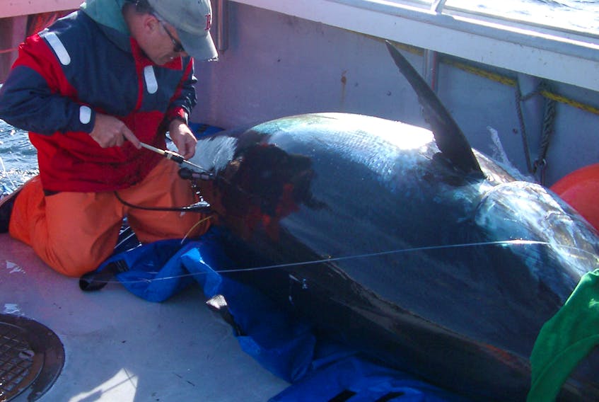 Steve Wilson of Stanford University and Tag-A-Giant applies a pop-up satellite tag onto a giant bluefin aboard the Bay Queen IV off of Port Hood during tagging activities in 2008.