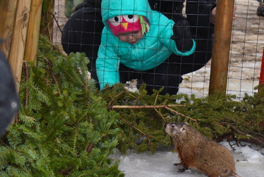 A child watches as Two Rivers Tunnel checks the forecast at Groundhog Day ceremonies at Two Rivers Wildlife Park last winter. The forecasting varmint will be predicting whether or not we have six weeks more of winter this Saturday at the park.